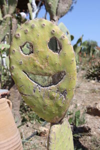 Close-up of prickly pear cactus