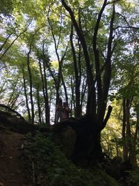 Low angle view of trees in forest