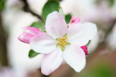 Close-up of pink cherry blossom