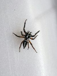 High angle view of spider on wall