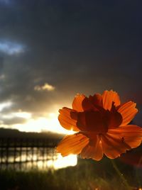 Close-up of flower blooming against sky during sunset