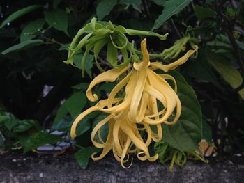 Close-up of yellow flowering plant