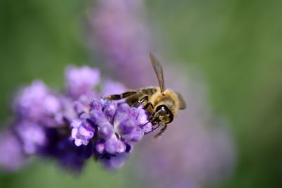 Close-up of bee pollinating on purple flower