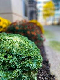 Close-up of plant growing in city