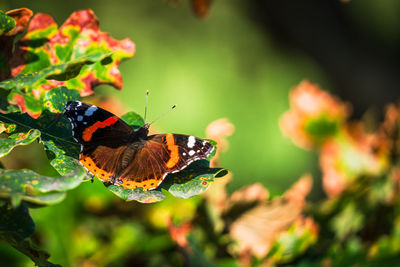 Red admiral butterfly in autumn sun.