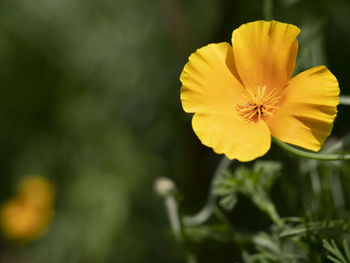 Close-up of yellow flowering plant