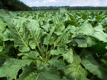 Close-up of fresh green field