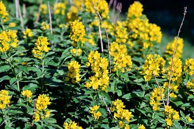 Close-up of yellow flowering plants on field