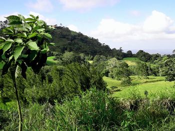 Scenic view of trees on field against sky