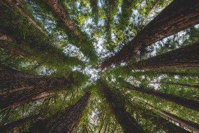 Low angle view of trees in forest