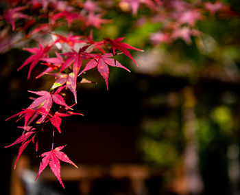Close-up of maple leaves