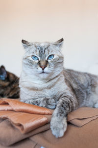 Close-up portrait of cat