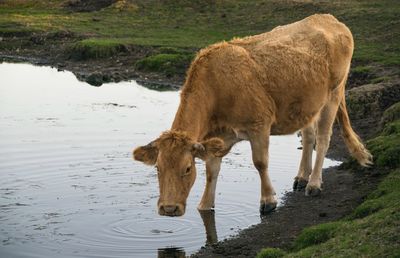 Calf drinking in a pond of water