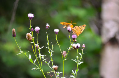 Close-up of butterfly pollinating on flower