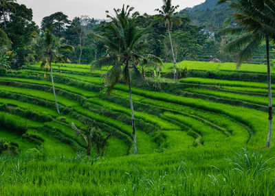 Scenic view of rice paddy