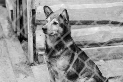 Portrait of a dog looking away