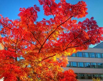 Low angle view of autumn trees