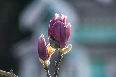 Close-up of pink flower bud