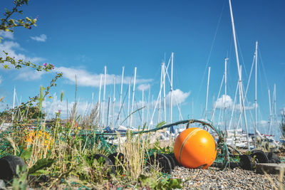 Plants growing on beach against blue sky