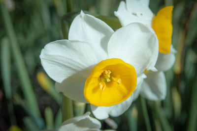 Close-up of yellow flowering plant