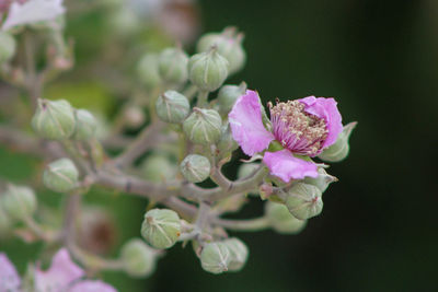 Close-up of pink flowering plant,wild black berries with purple color.