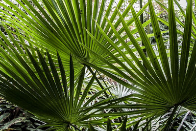 Close-up of palm tree