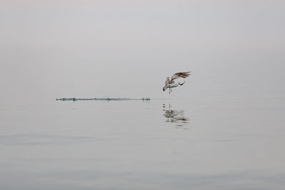 Bird flying over sea against sky