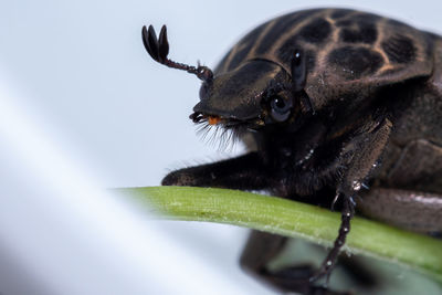 Close-up of black insect