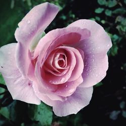 Macro shot of pink rose