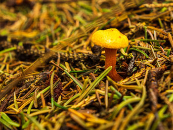 Close-up of mushroom growing on field