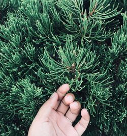 Cropped hand of person touching pine tree