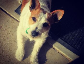 High angle portrait of dog standing on floor