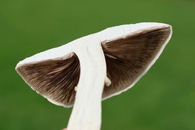 Close-up of mushroom growing outdoors