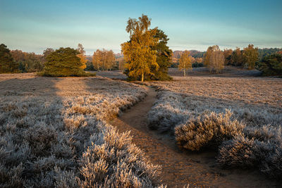 Scenic view of trees on field against sky