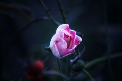 Close-up of pink rose