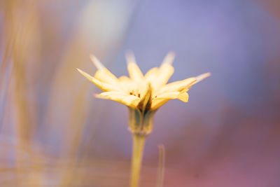 Close-up of plant