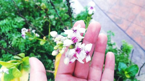 Close-up of hand holding pink flowers