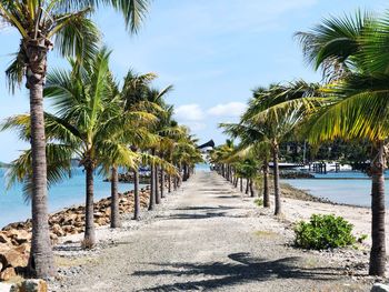 Palm trees at beach against sky