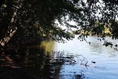 Swan swimming in lake against trees