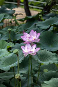 Close-up of lotus water lily