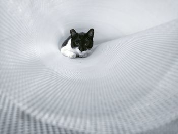 Close-up portrait of cat hiding in white mat