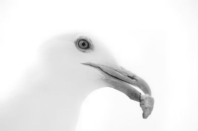 Close-up of bird against white background