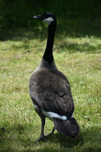 Duck on field