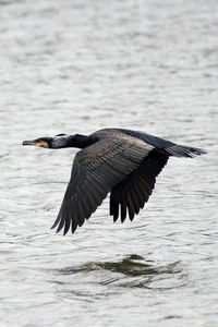Birds flying over water