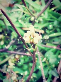 Close-up of white flowers on plant