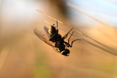 Close-up of insect