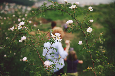 High angle view of white flowers blooming against people on field