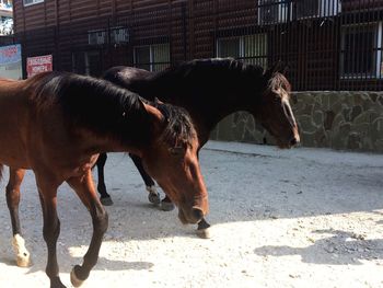 Horses in the street 