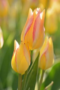 Close-up of yellow tulip