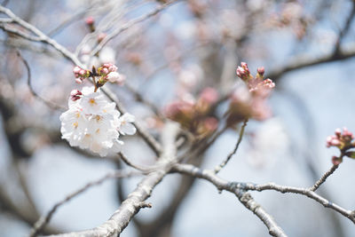 Cherry blossoms at the beginning of bloom spring ukiha, fukuoka prefecture, kyushu japan